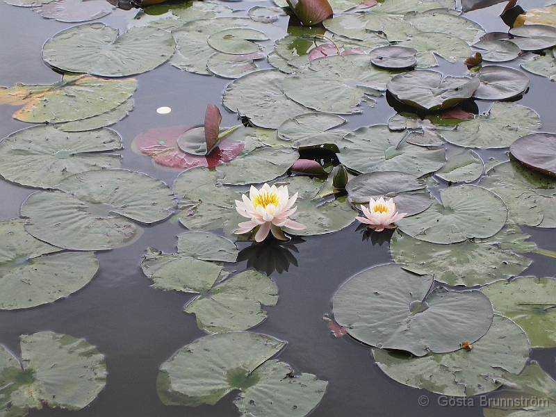 IMG_0573.JPG - Nckrosor.Water lily.