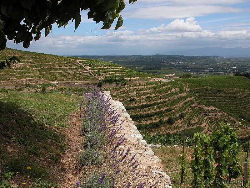 DSCN7826.JPG - Lavendel i frgrunden & terrasseing av vinplantorna
